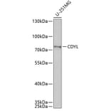 Western Blot - Anti-CDYL Antibody (A15136) - Antibodies.com
