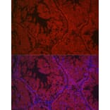 Immunofluorescence - Anti-hCG receptor/LHR Antibody (A15138) - Antibodies.com