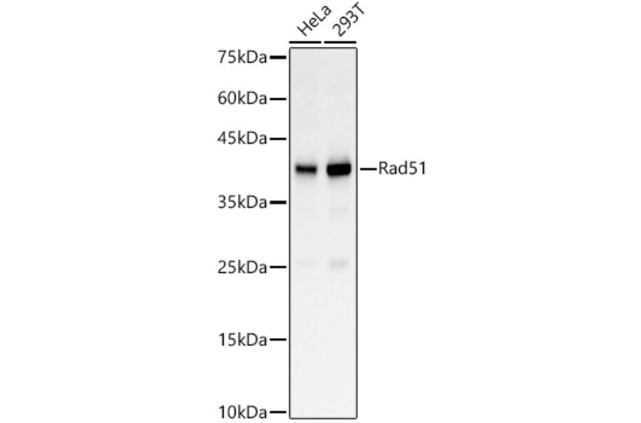 Western Blot - Anti-Rad51 Antibody (A15139) - Antibodies.com