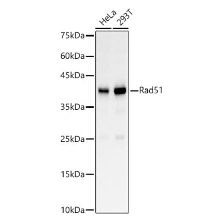Western Blot - Anti-Rad51 Antibody (A15139) - Antibodies.com