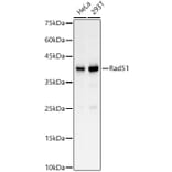 Western Blot - Anti-Rad51 Antibody (A15139) - Antibodies.com