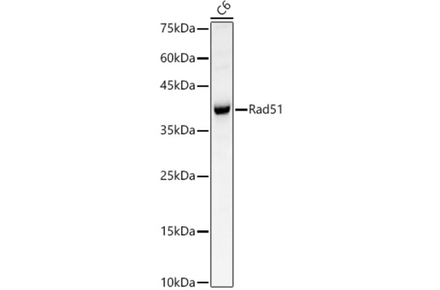 Western Blot - Anti-Rad51 Antibody (A15139) - Antibodies.com