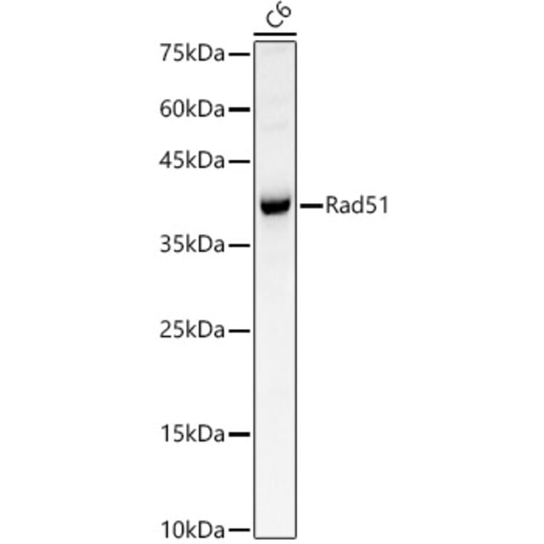 Western Blot - Anti-Rad51 Antibody (A15139) - Antibodies.com