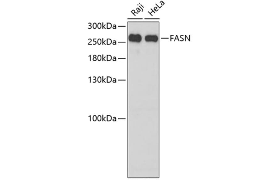 Western Blot - Anti-FASN Antibody (A6273) - Antibodies.com