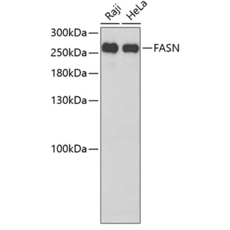 Western Blot - Anti-FASN Antibody (A6273) - Antibodies.com
