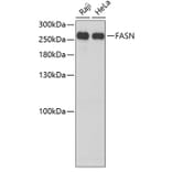 Western Blot - Anti-FASN Antibody (A6273) - Antibodies.com