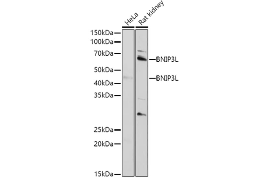 Western Blot - Anti-BNIP3L/NIX Antibody (A15147) - Antibodies.com