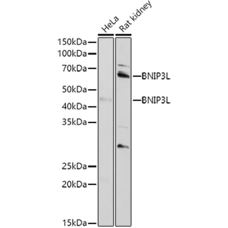 Western Blot - Anti-BNIP3L/NIX Antibody (A15147) - Antibodies.com