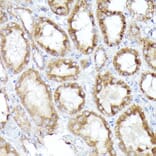 Immunohistochemistry - Anti-BNIP3L/NIX Antibody (A15147) - Antibodies.com
