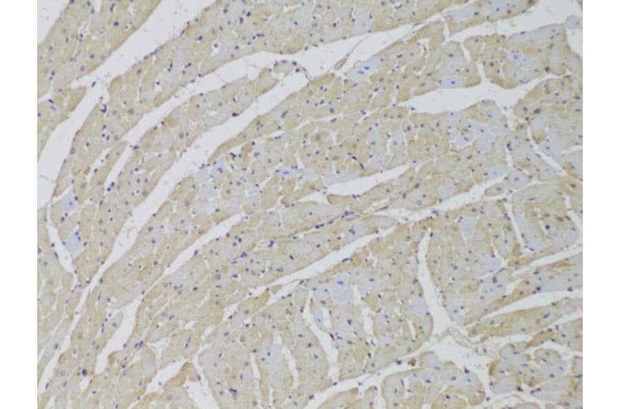 Immunohistochemistry - Anti-SCARB2 Antibody (A6285) - Antibodies.com