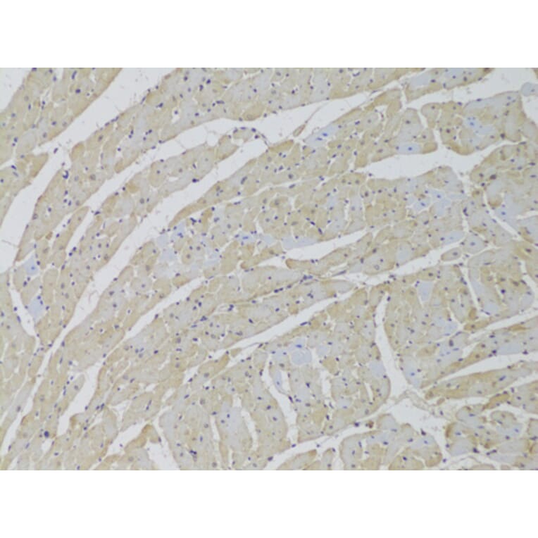 Immunohistochemistry - Anti-SCARB2 Antibody (A6285) - Antibodies.com