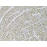 Immunohistochemistry - Anti-SCARB2 Antibody (A6285) - Antibodies.com