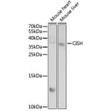 Western Blot - Anti-CISH Antibody (A6286) - Antibodies.com