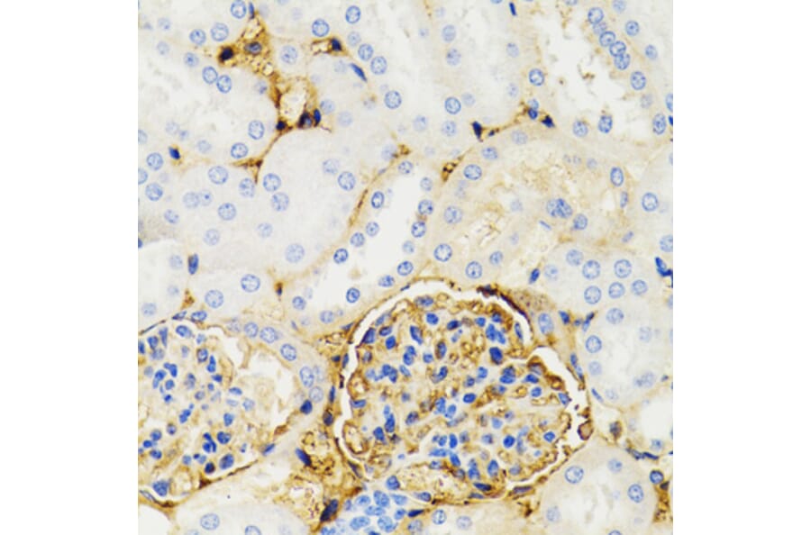 Immunohistochemistry - Anti-GALT Antibody (A6292) - Antibodies.com