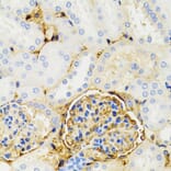 Immunohistochemistry - Anti-GALT Antibody (A6292) - Antibodies.com