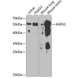 Western Blot - Anti-RAB Antibody (A15154) - Antibodies.com