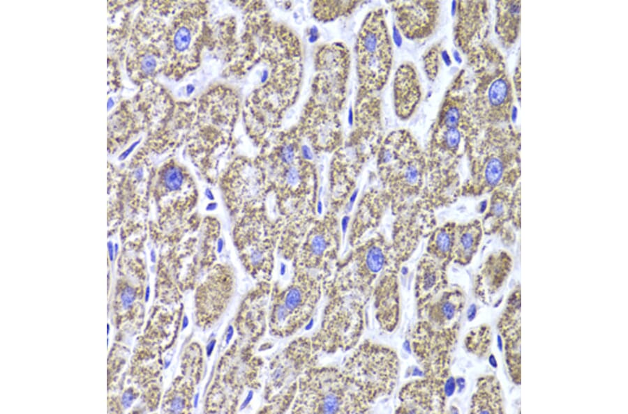 Immunohistochemistry - Anti-MDH2 Antibody (A6297) - Antibodies.com