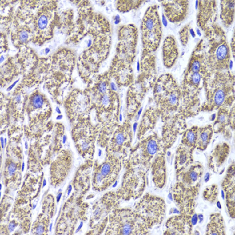 Immunohistochemistry - Anti-MDH2 Antibody (A6297) - Antibodies.com