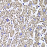 Immunohistochemistry - Anti-MDH2 Antibody (A6297) - Antibodies.com
