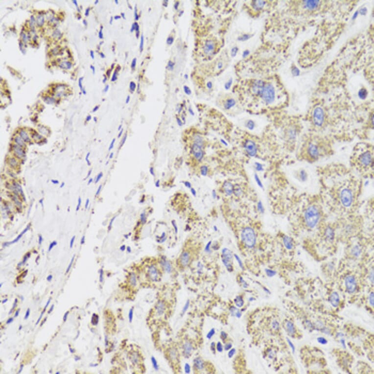 Immunohistochemistry - Anti-MDH2 Antibody (A6297) - Antibodies.com