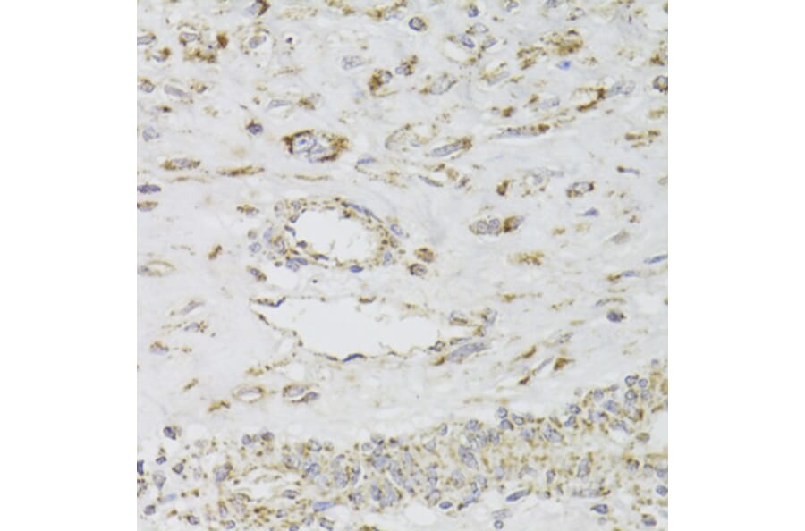 Immunohistochemistry - Anti-MDH2 Antibody (A6297) - Antibodies.com