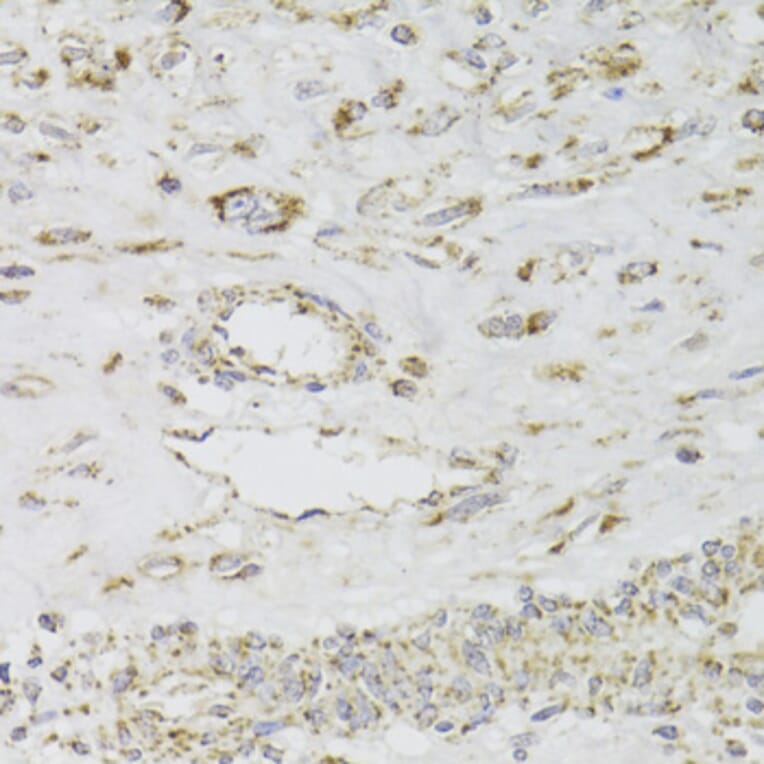 Immunohistochemistry - Anti-MDH2 Antibody (A6297) - Antibodies.com