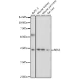 Western Blot - Anti-Neuraminidase Antibody (A15156) - Antibodies.com