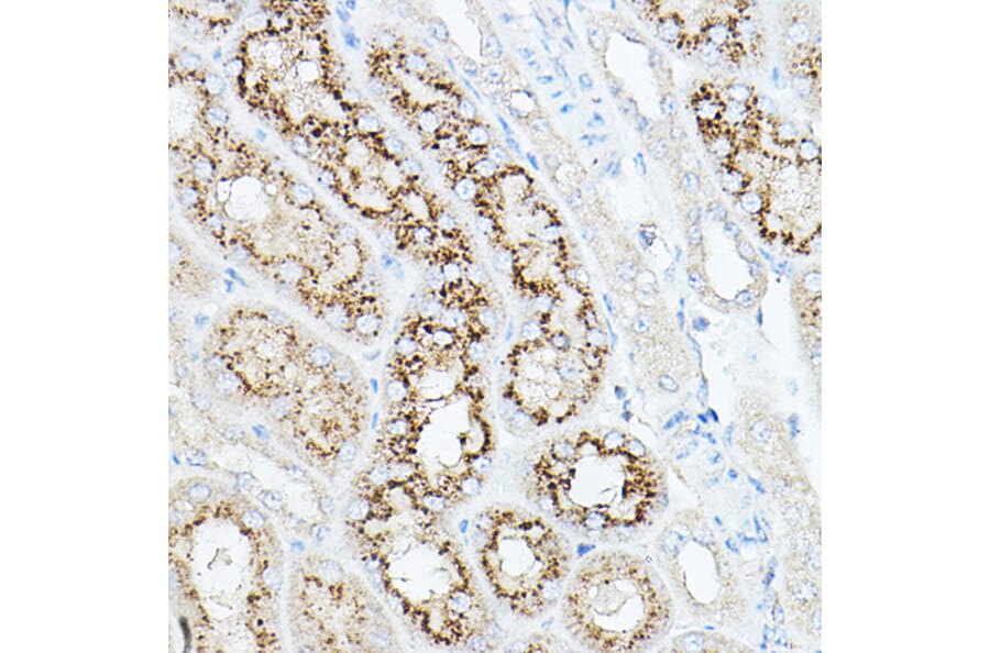 Immunohistochemistry - Anti-Neuraminidase Antibody (A15156) - Antibodies.com