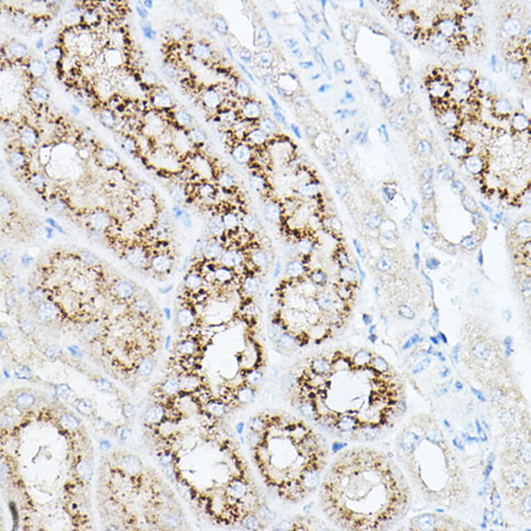 Immunohistochemistry - Anti-Neuraminidase Antibody (A15156) - Antibodies.com
