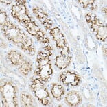 Immunohistochemistry - Anti-Neuraminidase Antibody (A15156) - Antibodies.com