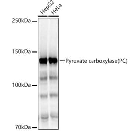 Western Blot - Anti-PCB Antibody (A15157) - Antibodies.com