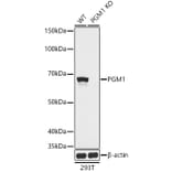 Western Blot - Anti-PGM1 Antibody (A15158) - Antibodies.com