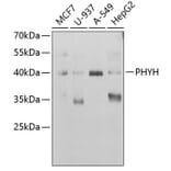 Western Blot - Anti-PHYH Antibody (A15159) - Antibodies.com