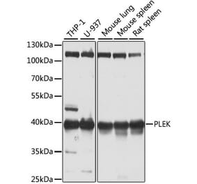 Western Blot - Anti-Pleckstrin Antibody (A15160) - Antibodies.com