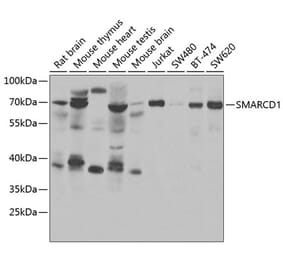 Western Blot - Anti-SMARCD1 Antibody (A15163) - Antibodies.com