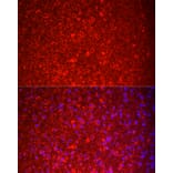 Immunofluorescence - Anti-NKB Antibody (A15165) - Antibodies.com