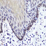 Immunohistochemistry - Anti-Transketolase Antibody (A15167) - Antibodies.com