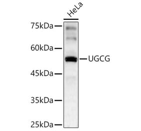 Western Blot - Anti-Ceramide glucosyltransferase Antibody (A15169) - Antibodies.com