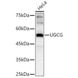 Western Blot - Anti-Ceramide glucosyltransferase Antibody (A15169) - Antibodies.com
