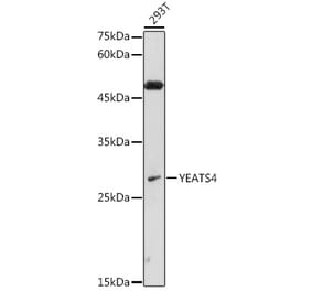 Western Blot - Anti-GAS41 Antibody (A15170) - Antibodies.com