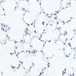 Immunohistochemistry - Anti-GAS41 Antibody (A15170) - Antibodies.com