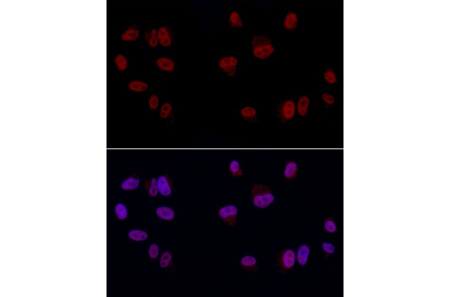 Immunofluorescence - Anti-GAS41 Antibody (A15170) - Antibodies.com