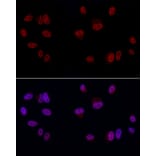Immunofluorescence - Anti-GAS41 Antibody (A15170) - Antibodies.com