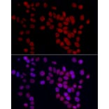 Immunofluorescence - Anti-GAS41 Antibody (A15170) - Antibodies.com