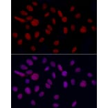 Immunofluorescence - Anti-GAS41 Antibody (A15170) - Antibodies.com