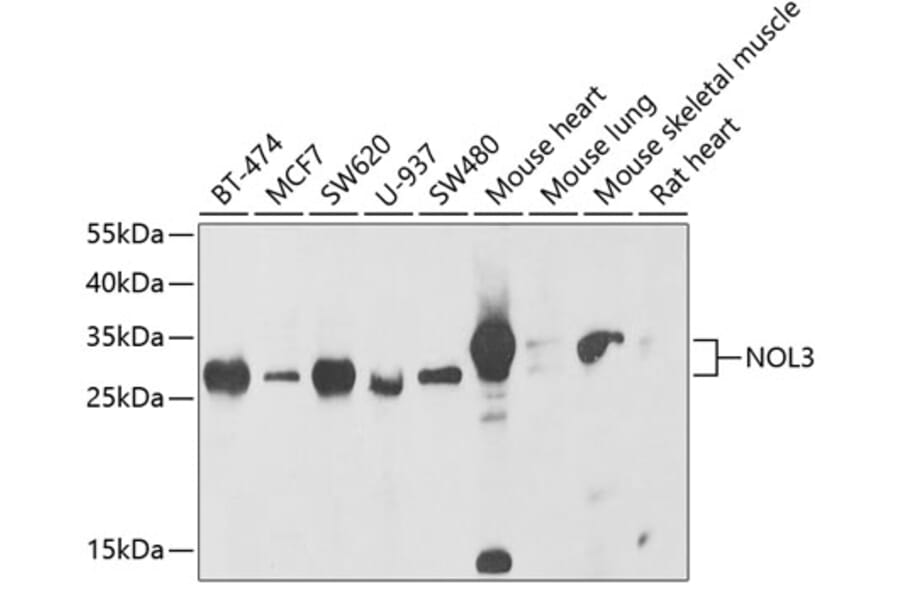 Western Blot - Anti-NOL3 Antibody (A15171) - Antibodies.com