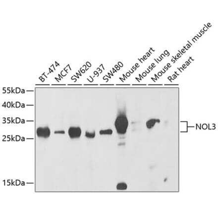 Western Blot - Anti-NOL3 Antibody (A15171) - Antibodies.com