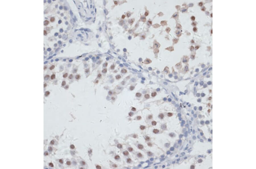 Immunohistochemistry - Anti-NOL3 Antibody (A15171) - Antibodies.com