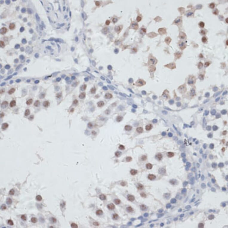 Immunohistochemistry - Anti-NOL3 Antibody (A15171) - Antibodies.com
