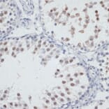 Immunohistochemistry - Anti-NOL3 Antibody (A15171) - Antibodies.com